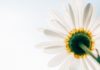 Medkänsla och hopp – om frihet från trauma och dissociation