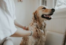 Hundassisterad psykoterapi effektivast med barn