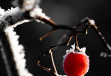 Den frostbitna isen